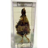 Влажный препарат "Внутреннее строение птицы"