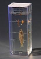 Развитие костистой рыбы