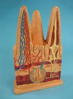 Модель кишечных ворсинок