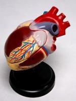 Демонстрационная модель"Сердце в разрезе"