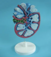 Модель лимфатической системы