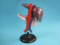 Комплексная модель печени, поджелудочной железы и 12-перстной кишки