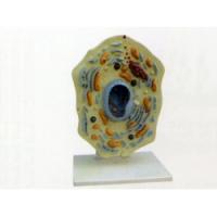 Модель субмикроскопического строения клетки животного