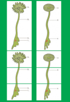 Роль ядра в регуляции развития