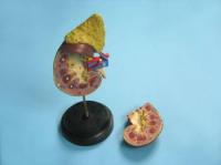 Модель «Почка» (увеличенная)