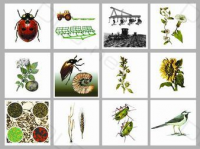 Модель-аппликация "Агроценоз"