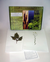 Гербарий «Сорные растения 24 видов»