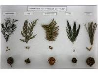 Коллекция "Голосеменные растения"