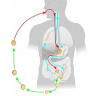 Модель-аппликация "Цикл развития аскариды"