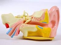 Демонстрационная модель уха из пластика
