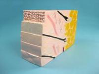 Демонстрационная модель строения кожи