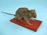 Чучело "Крыса"