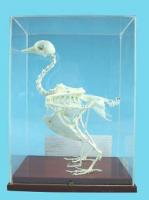 Демонстрационная модель "Скелет голубя"