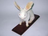 Чучело "Кролик"