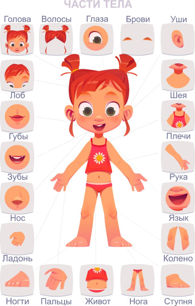 Обучающие стенды "Части Тела / Дене мүшелері"